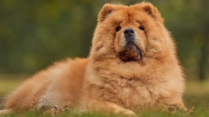 Chow Chow dog breeds